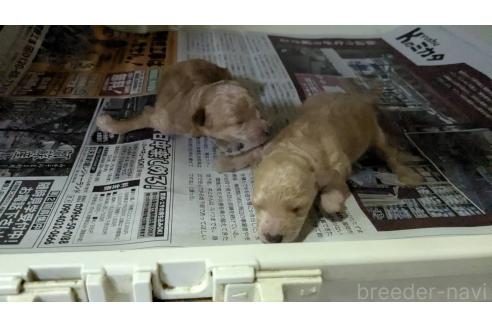 販売中の熊本県のトイプードル-391896の1枚目