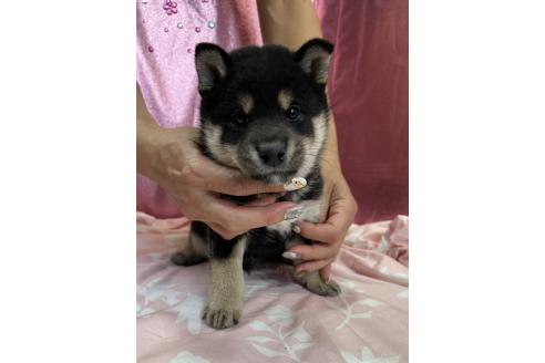 販売中の愛知県の柴犬-390421の1枚目