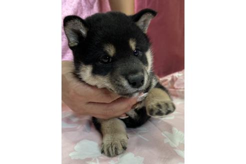 販売中の愛知県の柴犬-390421の3枚目