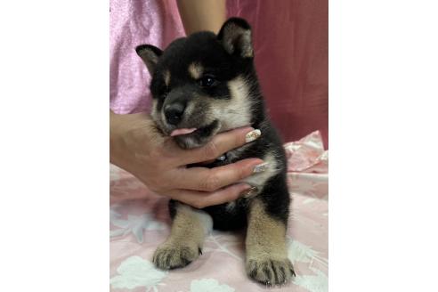 販売中の愛知県の柴犬-390421の2枚目