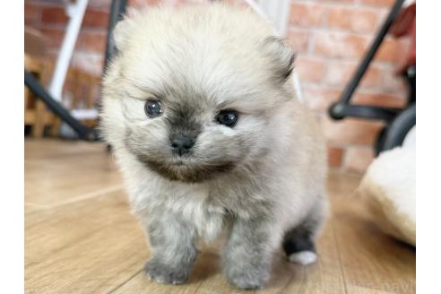 販売中の神奈川県のポメラニアン-391769の6枚目