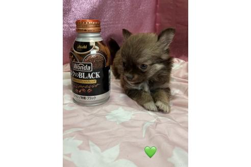 販売中の愛知県のチワワ(ロングコート)-390420の2枚目