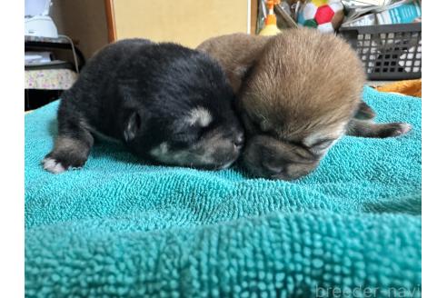 販売中の茨城県の豆柴-391902の2枚目