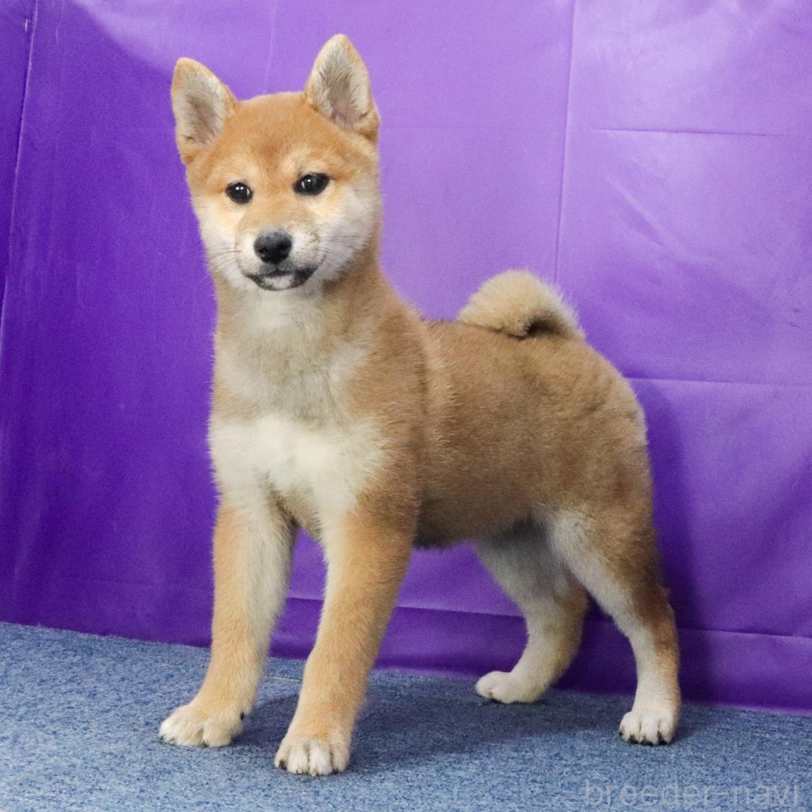 販売中の愛知県の柴犬-391903の3枚目