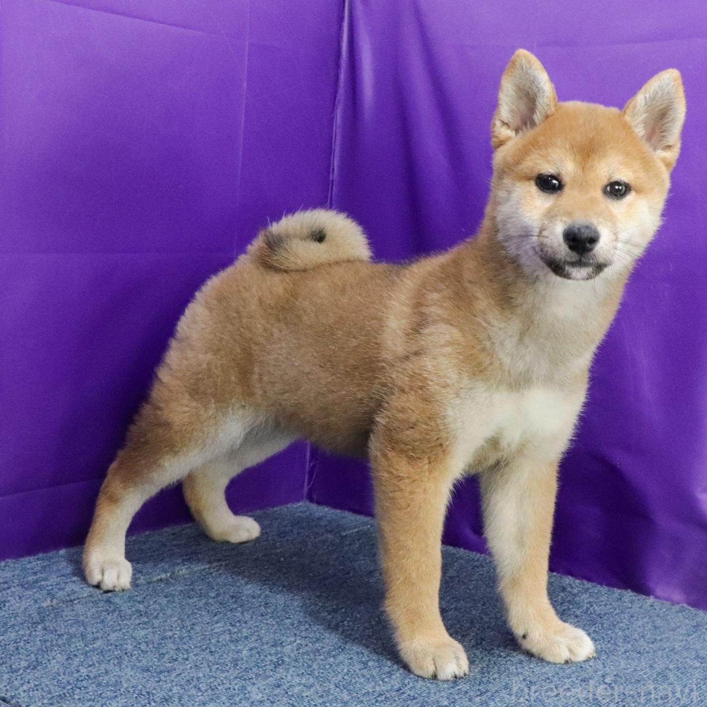 販売中の愛知県の柴犬-391903の2枚目