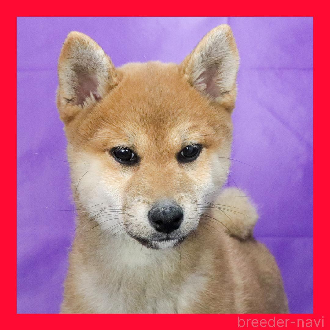 販売中の愛知県の柴犬-391903