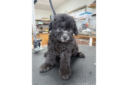 販売中の栃木県のタイニープードル-391910の8枚目
