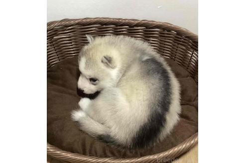 販売中の神奈川県のシベリアンハスキー-391908の6枚目