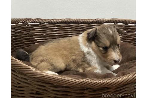 販売中の神奈川県のシェットランドシープドッグ(シェルティ)-391914の5枚目