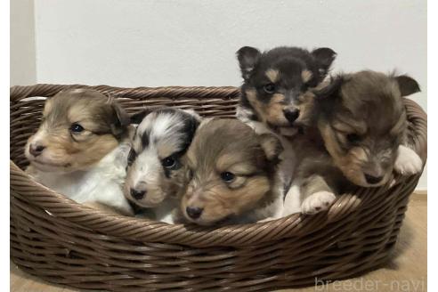 販売中の神奈川県のシェットランドシープドッグ(シェルティ)-391916の3枚目