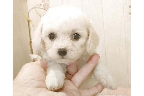 販売中の愛知県のビションフリーゼ-391918の6枚目