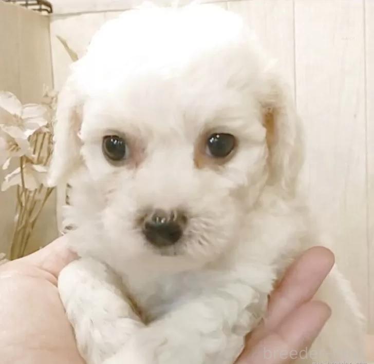 販売中の愛知県のビションフリーゼ-391921の6枚目