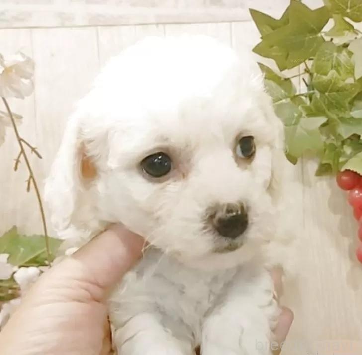 販売中の愛知県のビションフリーゼ-391921の4枚目