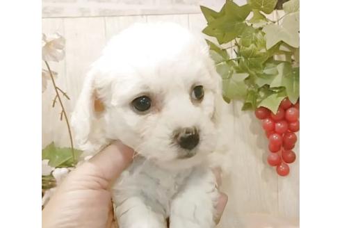 販売中の愛知県のビションフリーゼ-391921の2枚目