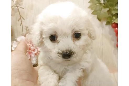 販売中の愛知県のビションフリーゼ-391922の2枚目
