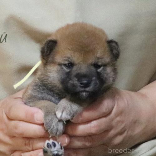 販売中の静岡県の柴犬-391923の1枚目