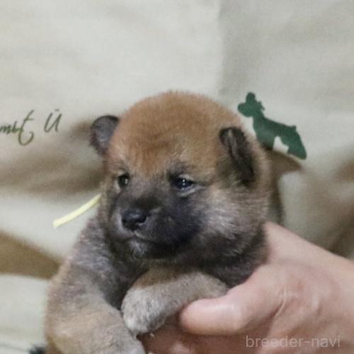 販売中の静岡県の柴犬-391923の3枚目