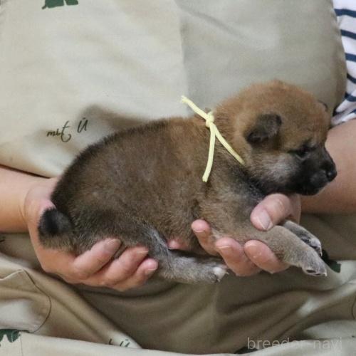 販売中の静岡県の柴犬-391923の2枚目