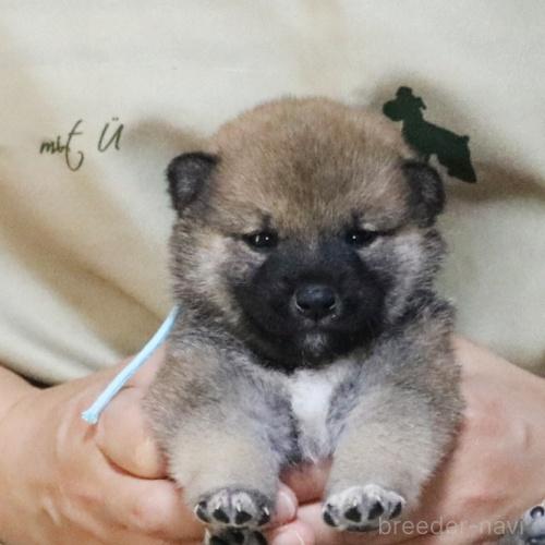 販売中の静岡県の柴犬-391924