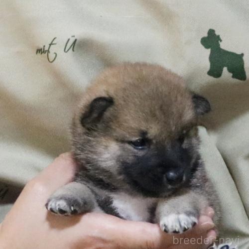 販売中の静岡県の柴犬-391924の2枚目