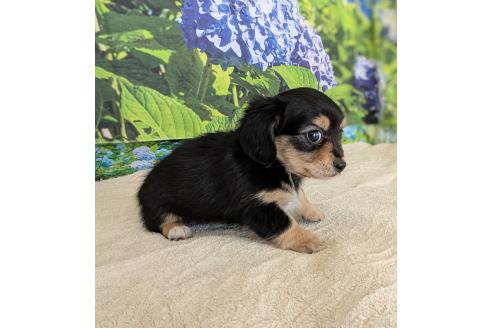 販売中の宮崎県のミックス犬-391931の4枚目