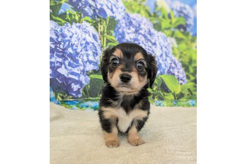 販売中の宮崎県のミックス犬-391931の3枚目