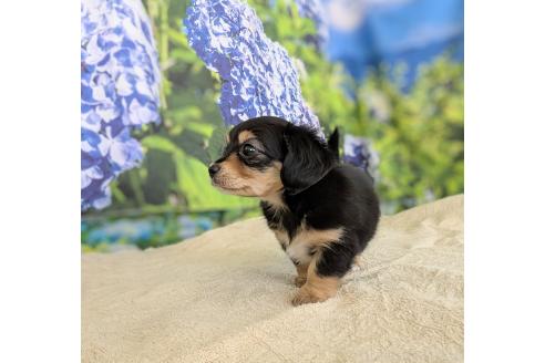 販売中の宮崎県のミックス犬-391931の2枚目
