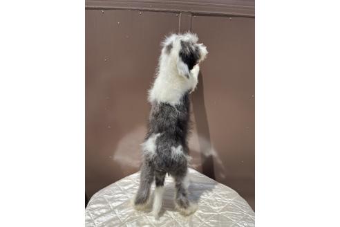 販売中の千葉県のミックス犬-391928の4枚目