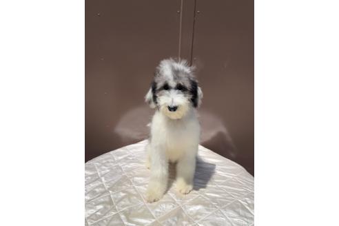 販売中の千葉県のミックス犬-391928の3枚目