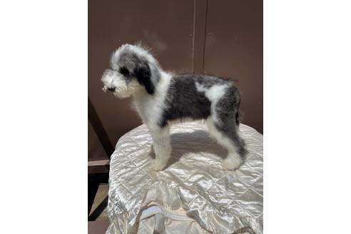 販売中の千葉県のミックス犬-391928の2枚目