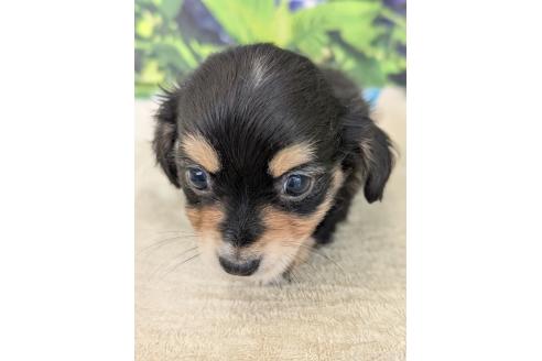 販売中の宮崎県のミックス犬-391933の9枚目