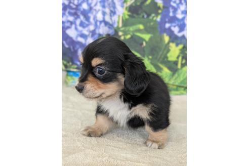 販売中の宮崎県のミックス犬-391933の7枚目