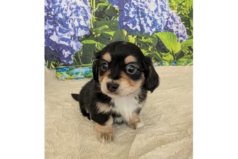 販売中の宮崎県のミックス犬-391933の6枚目
