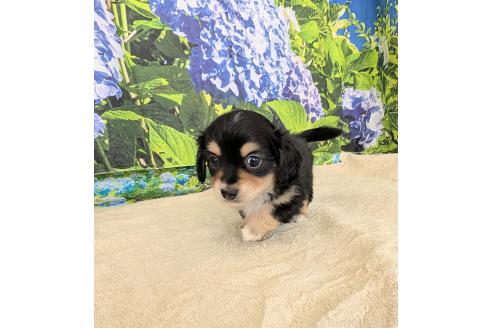 販売中の宮崎県のミックス犬-391933の5枚目