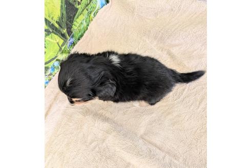 販売中の宮崎県のミックス犬-391933の4枚目
