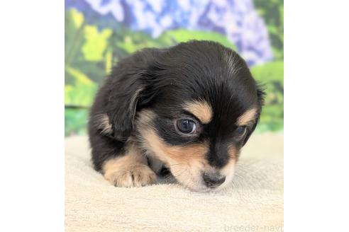 販売中の宮崎県のミックス犬-391933の3枚目