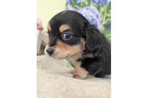 販売中の宮崎県のミックス犬-391933の2枚目