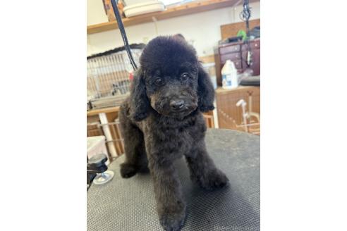 販売中の栃木県のタイニープードル-371947の8枚目
