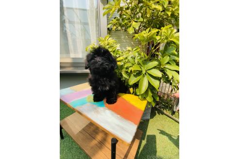 販売中の千葉県のミックス犬-371602の3枚目