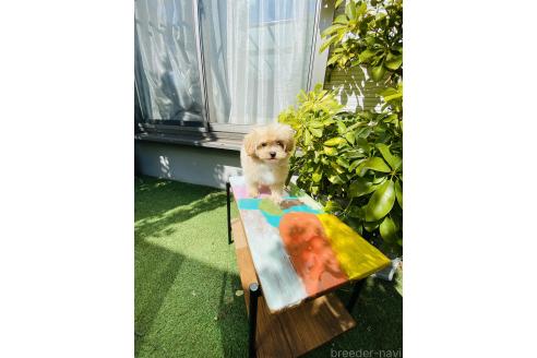 販売中の千葉県のミックス犬-371610の3枚目