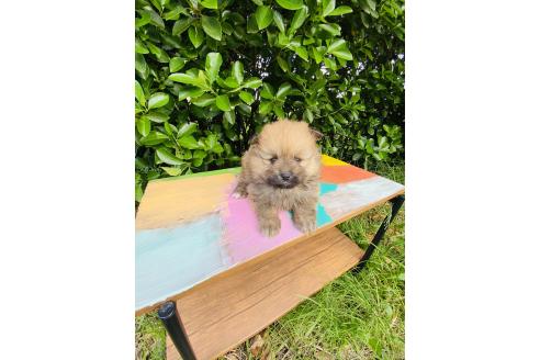 販売中の千葉県のミックス犬-391772の7枚目