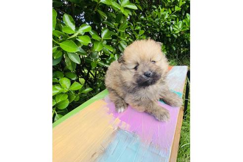 販売中の千葉県のミックス犬-391772の6枚目