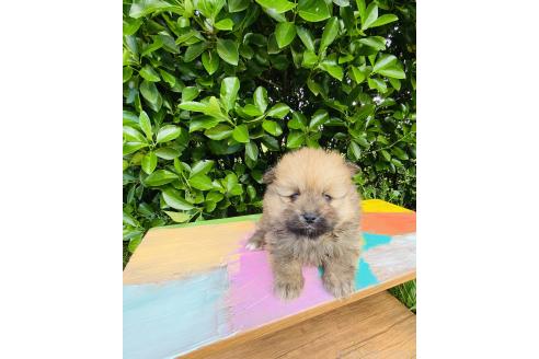 販売中の千葉県のミックス犬-391772の5枚目