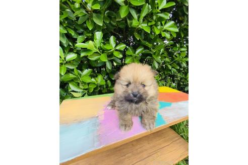 販売中の千葉県のミックス犬-391772の4枚目