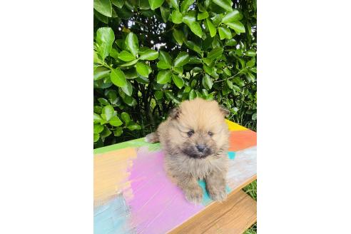 販売中の千葉県のミックス犬-391772の3枚目