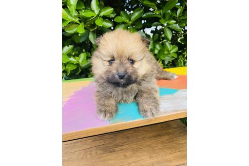 販売中の千葉県のミックス犬-391772の1枚目