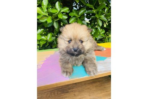 販売中の千葉県のミックス犬-391772の2枚目