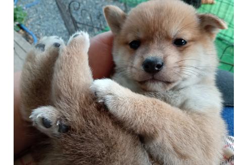 販売中の熊本県の豆柴-391787の2枚目