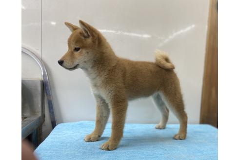 販売中の長野県の柴犬-391973の5枚目