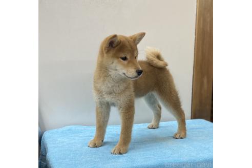 販売中の長野県の柴犬-391973の4枚目